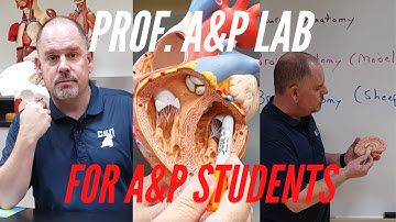 How the PROF. A&P LAB Channel works.  How to use it to study and do better in A&P.