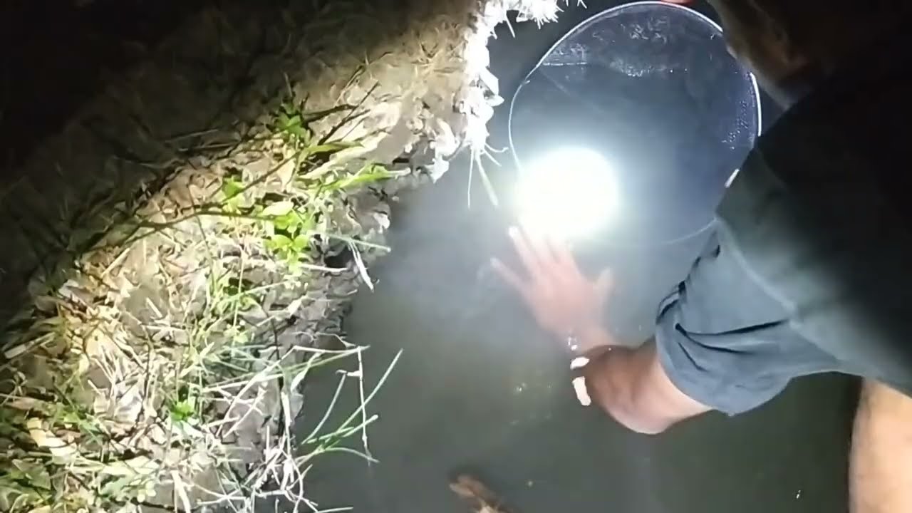 Hunting catch cook and eat Tilapia fish at Night YouTube