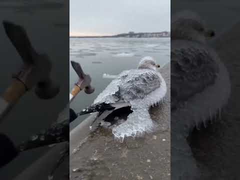 Frozen Seagulls Covered in Ice — Then They Fly