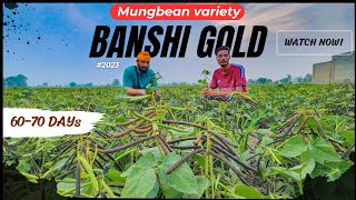 ਮੂੰਗੀ ਵੱਢਣ ਤੋਂ ਪਹਿਲਾਂ ਬਾਂਸੀ ਗੋਲਡ ਦਾ ਖੇਤ Mungbean variety Ifsa Banshi Gold field