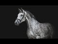Equestrian Sport~Tired Bones~Конный Спорт
