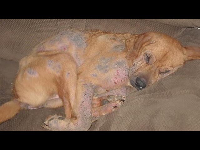 how long does it take for a dog to get rid of mange