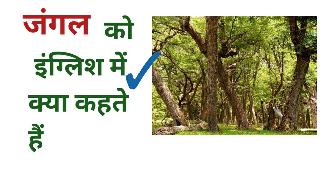 जंगल को इंग्लिश में क्या कहते है Jungle Ki English kya hai, Jangal ko