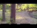 2019 Trail Cam Part 2 Huge Elk Herd