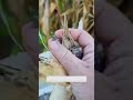 what's on my corn? #shorts