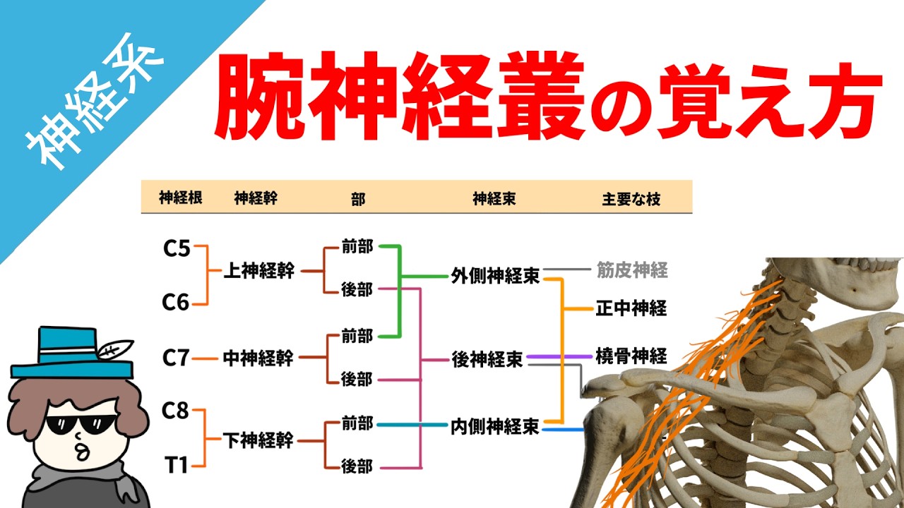 腕神経叢の覚え方