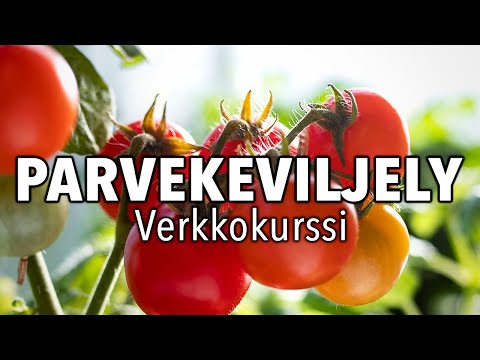 Video: Kuinka Siirtää Pelargonioita? Milloin Voit Siirtää Pelargoniumin Kotona? Siirron Säännöt Keväällä Ja Syksyllä