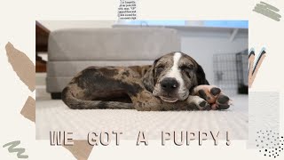 WE GOT A PUPPY! | MEET ARLO | CATAHOULA LEOPARD DOG