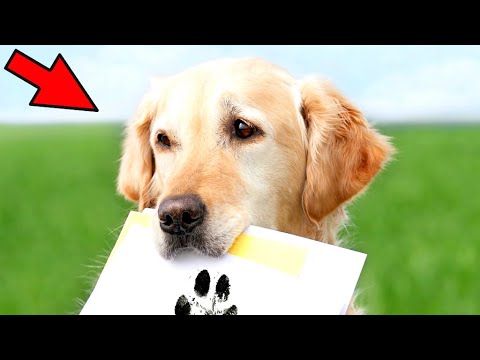 Video: Kas koerad uinuvad sügavasse unne?