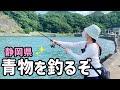 青物が釣れてると噂の静岡へ釣りにいく！ルアーで青物が釣れるまで諦めない！初夏の旬の魚も釣り上げる！【2025.7】