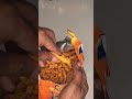 Kurkure ASMR | Ultimate Crunch Sounds #Kurkure #SnackReview #TasteTest #Crunch #ASMR #IndianSnack