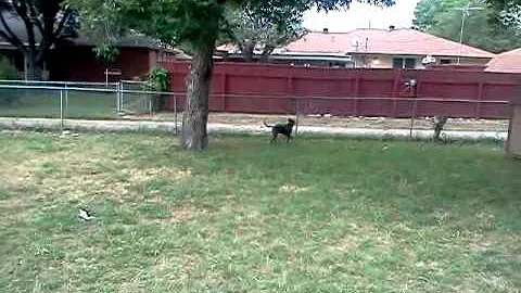 Pittbull runs up a tree