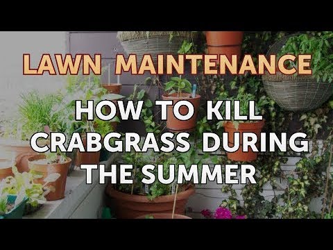 How to Kill Crabgrass During the Summer