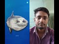 moola moola sunfish...#shorts #shortsvideo #trending