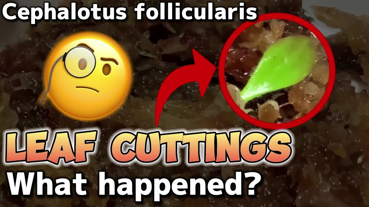 Cephalotus follicularis Care Guide 