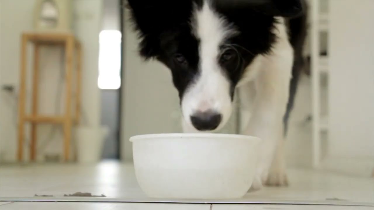 Ultimate Dog Tease .I.E An Interesting Facts About Funny Dogs