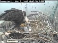 Sooner lake eagles  032113 thir hatch