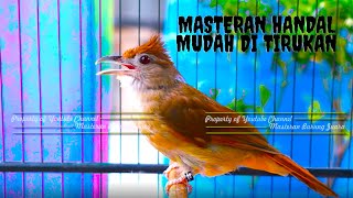 Masteran Burung Andalan Semua Kalangan!! Masteran Kapas Tembak Gacor Nembak Tajam