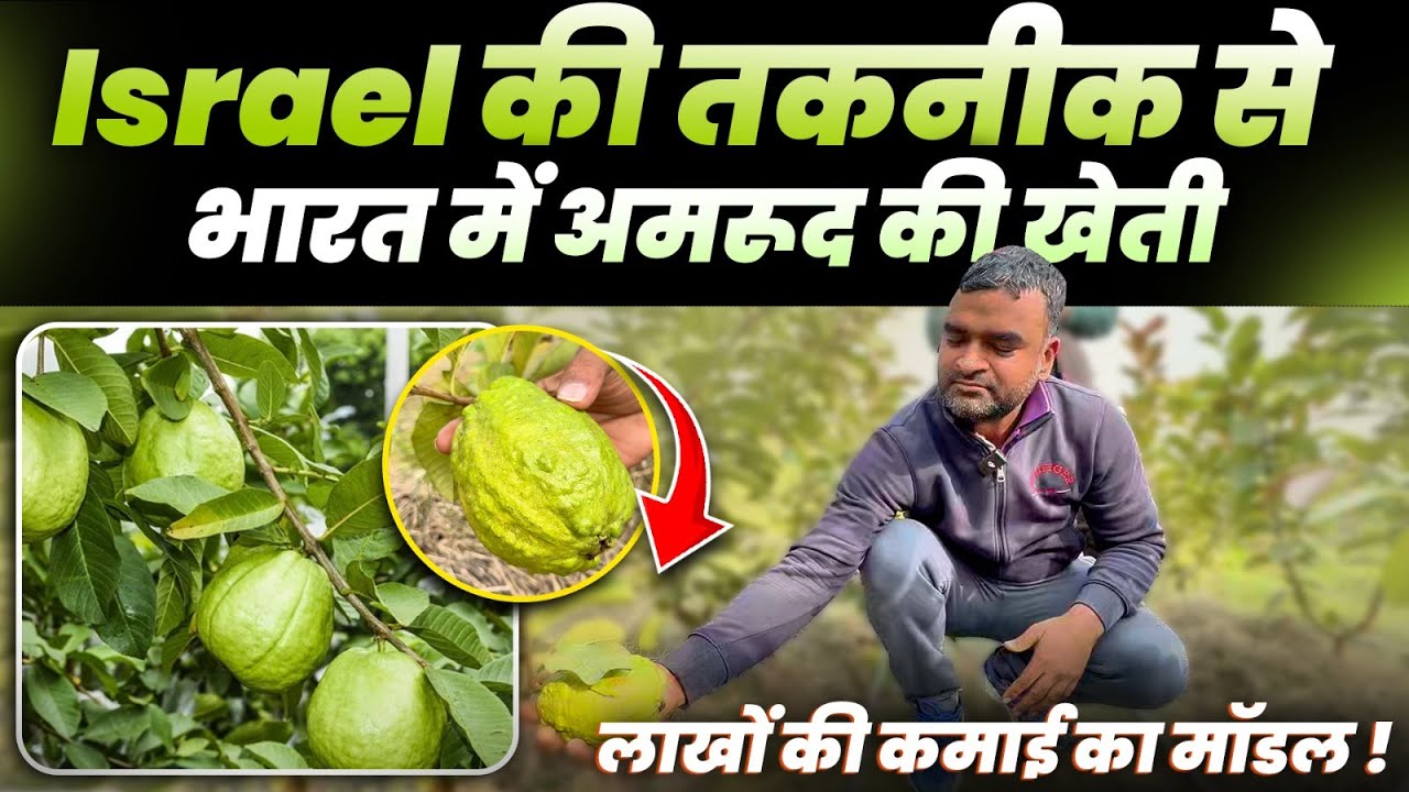 Israel और TCBT तकनीक से अमरूद की उन्नत खेती😳 👉एक एकड़ से लाखों की कमाई!