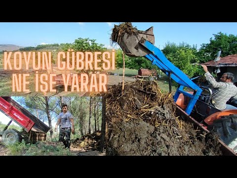 Video: Koyun gübresi ne işe yarar?