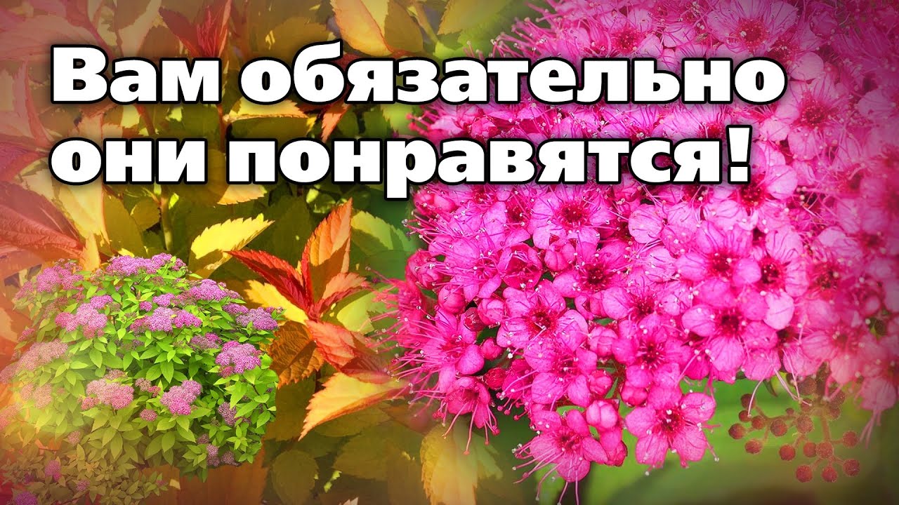 Новые сорта японской спиреи. Яркие цветы, необычные листья