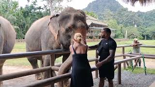 Meeting the Elephants!!! Elephant Hills, Khao Sak National Park, Thailand