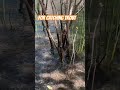 Is There Gold In This Creek?