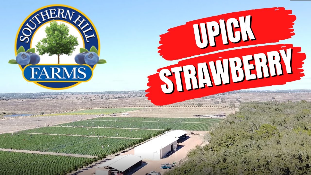 VÔO 79 SOUTHERN HILL FARMS UPICK STRAWBERRY CLERMONTFL YouTube