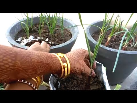 onion plant growing in telugu/Easy way to grow spring onions/ఇంట్లో ఉల్లి గడ్డలను ఎలా పెంచాలి