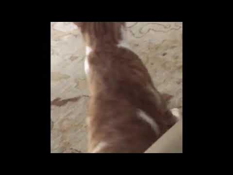Cat Quacking Compilation - YouTube
