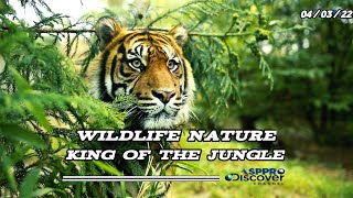 Wildlife nature | king of the jungle | film relaxing music