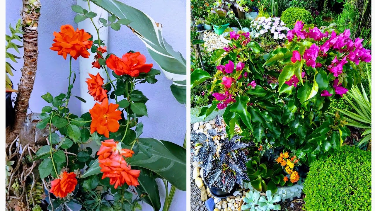 Lindas flores do mês🌹Olha o que achei no lixo ☺️