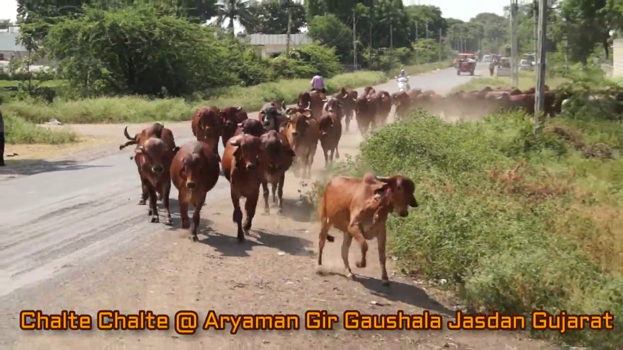 यहाँ से खरीदें गिर गाय | 17 Liter + Live Milking Gir Cow @ Aryaman Gir Gaushala