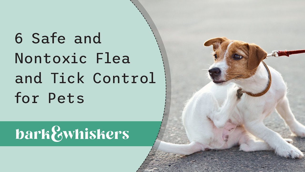 Photo inspiration: 6 Safe And Nontoxic Flea And Tick Control For Pets Photo Inspiration