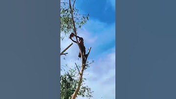 Vua Khỉ Miền Tây cưa cây Bạch Đàn #short #vuakhi