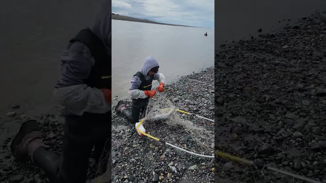 Fishing Report: Dipnetting on the Kenai, an easier way to fill the