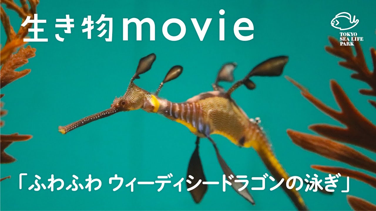 ふわふわ ウィーディシードラゴンの泳ぎ 生き物movie Youtube