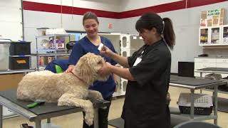 CV TEC Animal Science Program