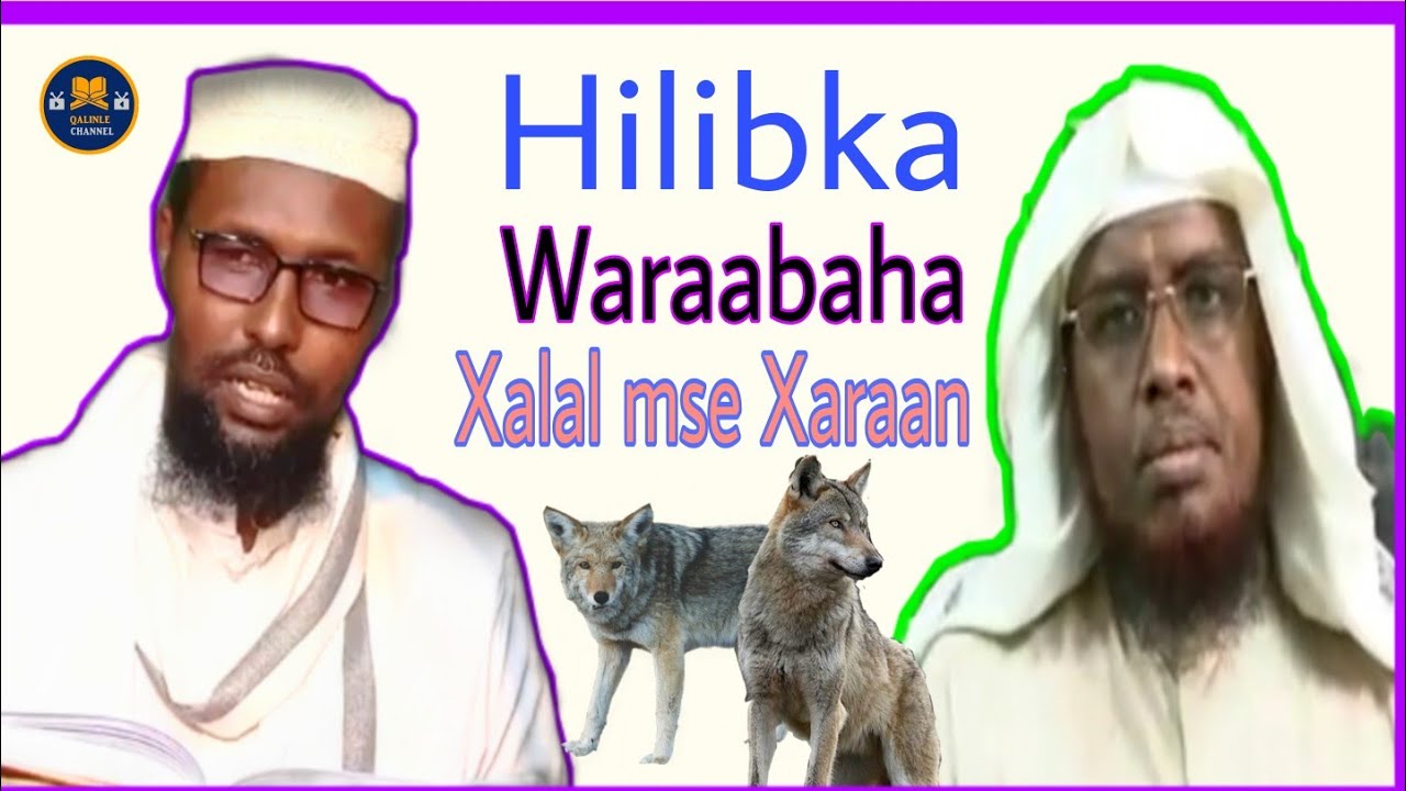 hilibka waraabaha xalaal  ms xaram umul VS Sh Abuukar #fadlan_Dhameyso_muqalkan