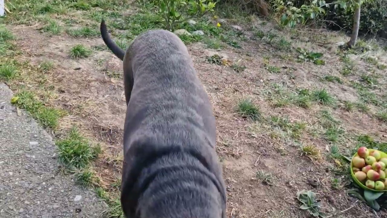 Dwarf Apple tree harvest