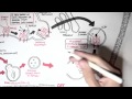 Immunology - MHC II Processing