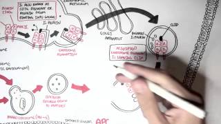 Immunology - MHC II Processing