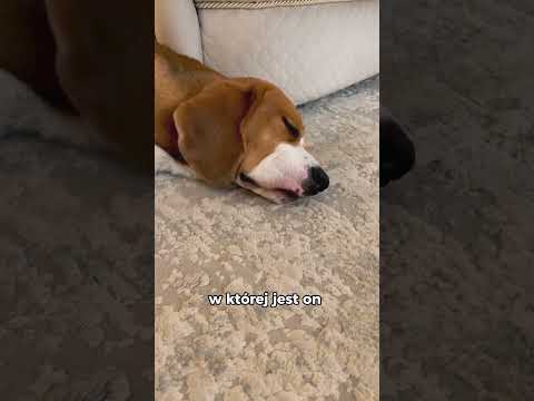 Wideo: Vizsla Dog Breed Fakty i informacje