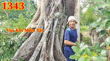 Full : Vua Khỉ Miền Tây cưa tỉa cành cây Sộp cả 100 năm tuổi Cutting tree