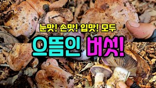 으뜸 중의 으뜸인 버섯! 만나면 눈맛, 손맛, 입맛, 기분까지 좋아진다! by 산가람TV 29,649 views 8 months ago 5 minutes, 3 seconds