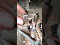 special horizontal circuit amplifier transistor #feedshorts #shorts