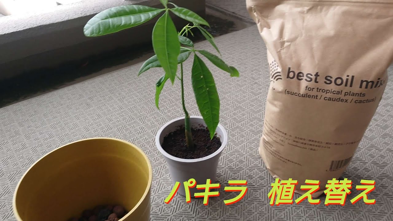 パキラ 実生 1 ダイソーで購入したパキラを植え替え Youtube