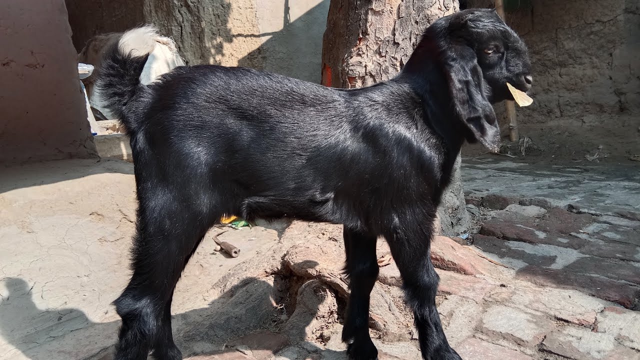 দেশি জাতের খাসি বাচ্চা ও মা ছাগল | Goat rearing method | ছাগল ও খাসি ...
