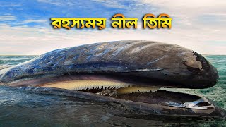 আল্লাহর অসাধারণ এক সৃষ্টি ! সমুদ্রের রাজা 