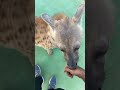 A hyena never bites its owner.
